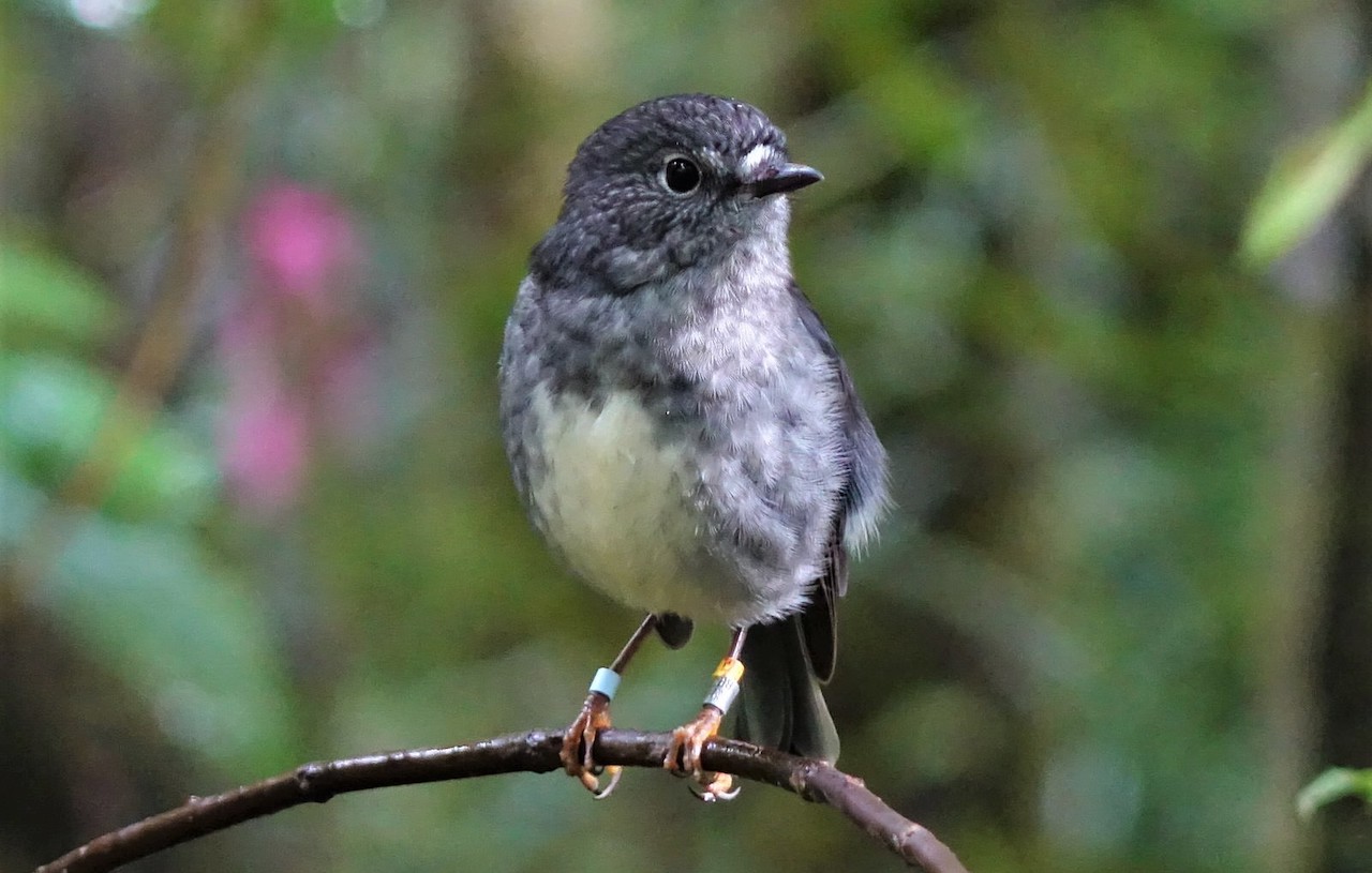 North Island Robin or toutouwai at Ark in the Park